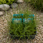 Sitina rozložitá ´SPIRALIS´ (Juncus effusus) - výška 10-20 cm, kont. P9